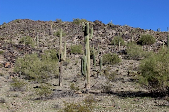 Saguaro Cactus, Casa Grande Mountain, Arizona