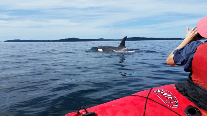 Killer whale cruising by my kayak, Telegraph Cove, Vancouver Island