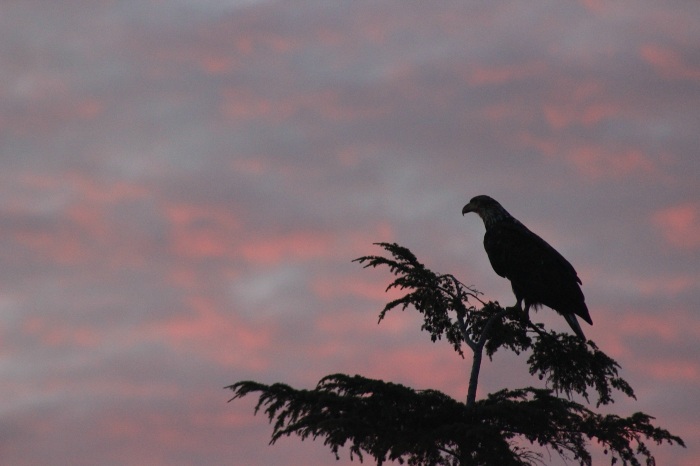 Bald headed eagle, Telegraph Cove, Vancouver Island