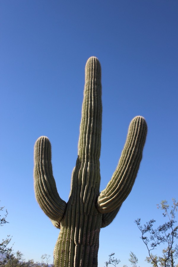 Sagura Cactus, Organ Pipe National Monument, Arizona
